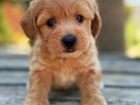 Safkan Maltipoo bebekler