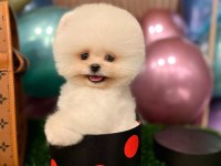Pomeranian Boo Yavru
