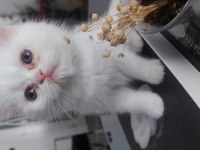 Beyaz british shorthair kardeşler yeni yuvalarını arıyor
