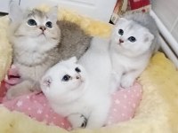 Safkan A kalite scottish fold bebeklerim