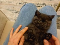 3,5 aylık british shorthair kedimiz sahiplendirilecektir