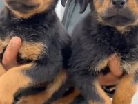 Rottweiler yavrularımız