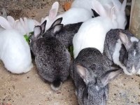 Albino kırmızı göz tavşanlar mevcut