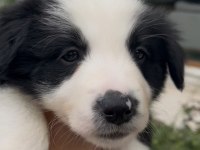 Çok Özel Son 2 Yavru Köpeğimiz