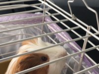 uzun tüylü guinea pig