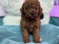 REDBROWN TOY POODLE BEBEKLER