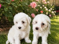 Maltese terrier yavrular
