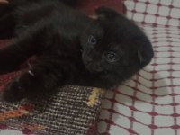 Siyah scottish fold
