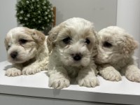 Maltese yavruları