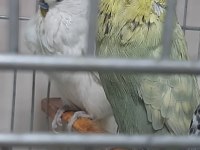 Muhabbet kuşlar