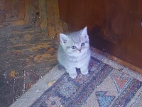 Sevimli british shorthair bebekler