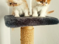 Safkan İran persian yavrular