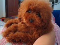 Erkek toy poodle