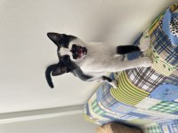SAĞLIKLI MİNİK KEDİYE Kalıcı Yuva !!