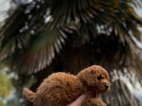 Toypoodle Bebekler 