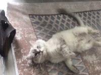 British shorthair 8 aylık