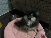 Pomeranian