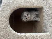 İki aylık scottish fold bebişler sahiplendirilecektir