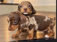 BİRÇOK SEÇENEK İLE DACHSHUND SOSİS BEBEKLER