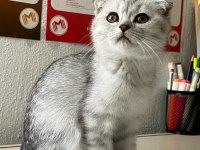 Sağlıklı Scottish Fold