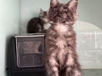 Show kalite maine coon yavrularımızı canlı görün