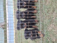 A şecereli üst düzey kaliteli rottweiler yavrular
