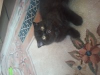 19 mart doğumlu vahşi bakışlı küçük scottish fold oğlumuz