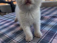 Şeker gibi scottish fold yavrumuz