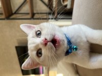 6 Aylık British Shorthair