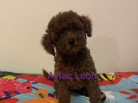 Babyface Erkek Toy Poodle