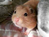 HAMSTER GONZALES YAVRULARIMIZ HERYERE GÖNDERİM