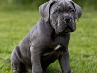 Dolandırılmaya Son Kapıda Ödeme Hizmeti Cane Corso