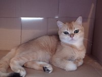 British shorthair golden ny12 dişi 12 aylık