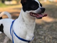Chihuahua 1 yaşında ev eğitimli çipli