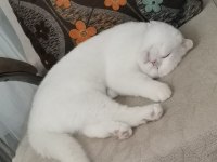 Scottish fold beyaz kedimiz