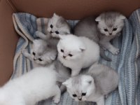 19 mayıs doğumlu scottish fold yavrular sahiplendiriceğim