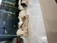 Hollanda Lop Tavşan Yavruları Citypetshop