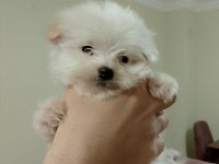 Maltese Terrier Köpeğimiz