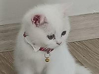 Tatlı Pamuk Kızım Scottish