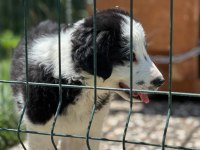 Köpeğimiz Leomuza iyi bakacak bir yer arıyoruz
