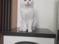 Safkan orjinal british shorthair beyaz erkek