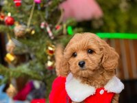 Maltipoo dişi köpeğimiz