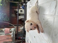 Sütten kesilmiş Bir aylık Safkan Dişi Maltese Terrier