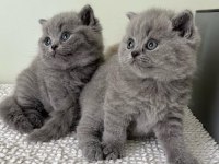 Kara kuzum Gri British Shorthair