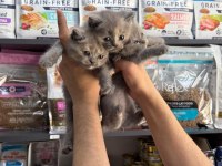 Tatlı Dişi British Shorthair Bebekler