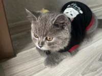 Tekoşuma yuva