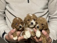 Orjinal maltipoo yavrularımız için geç kalmayın