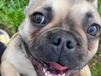 10 aylık dişi french bulldog