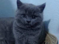Bristh shorthair ve scotih fold yavrularimiz