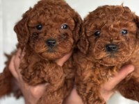 Ufacık toy Poodle yavrularım
